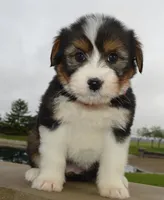Mini Blossom, a female Miniature Bernedoodle for sale in Celina, OH – Photo 6 of 10