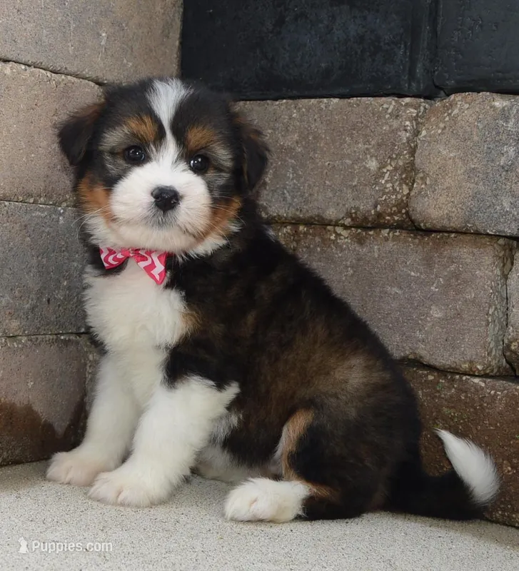 Mini Blossom – Miniature Bernedoodle puppy for sale in Celina, OH