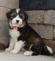 Mini Blossom, a female Miniature Bernedoodle for sale in Celina, OH – Photo 1 of 10