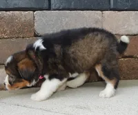 Mini Blossom, a female Miniature Bernedoodle for sale in Celina, OH – Photo 10 of 10
