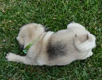 Pearl, a female Pug for sale in Celina, OH – 10 of 10