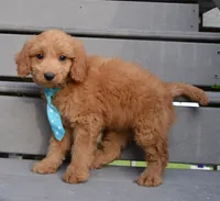 Mini Gus, a male Miniature Goldendoodle for sale in Celina, OH – 8 of 10