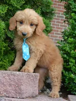 Mini Gus, a male Miniature Goldendoodle for sale in Celina, OH – 6 of 10