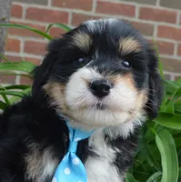 Mini Benny, a male Miniature Bernedoodle for sale in Celina, OH – Photo 4 of 10