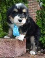 Mini Benny, a male Miniature Bernedoodle for sale in Celina, OH – Photo 1 of 10