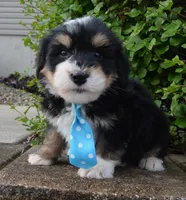 Mini Benny, a male Miniature Bernedoodle for sale in Celina, OH – Photo 6 of 10