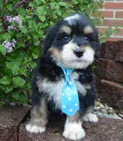Mini Benny, a male Miniature Bernedoodle for sale in Celina, OH – Photo 8 of 10
