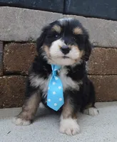 Mini Benny, a male Miniature Bernedoodle for sale in Celina, OH – Photo 3 of 10