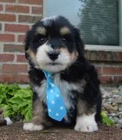 Mini Benny, a male Miniature Bernedoodle for sale in Celina, OH – Photo 7 of 10