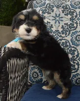 Mini Benny, a male Miniature Bernedoodle for sale in Celina, OH – Photo 10 of 10