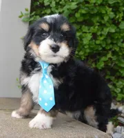 Mini Benny, a male Miniature Bernedoodle for sale in Celina, OH – Photo 9 of 10