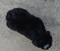 Mini Benny, a male Miniature Bernedoodle for sale in Celina, OH – Photo 5 of 10