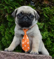 Porter, a male Pug for sale in Celina, OH – 9 of 10