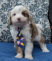 Mini Auggie, a male Miniature Aussiedoodle for sale in Celina, OH – 10 of 10