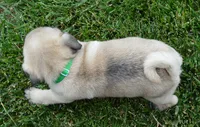Paxton, a male Pug for sale in Celina, OH – 5 of 10