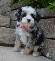 Bella, a female Miniature Bernedoodle for sale in Celina, OH – 5 of 10