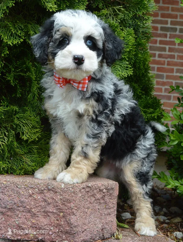 Bella – Miniature Bernedoodle puppy for sale in Celina, OH