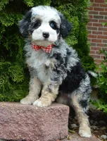Bella, a female Miniature Bernedoodle for sale in Celina, OH – 1 of 10