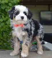 Bella, a female Miniature Bernedoodle for sale in Celina, OH – 3 of 10