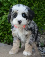 Bella, a female Miniature Bernedoodle for sale in Celina, OH – 2 of 10