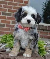 Bella, a female Miniature Bernedoodle for sale in Celina, OH – 8 of 10