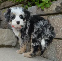 Bella, a female Miniature Bernedoodle for sale in Celina, OH – 4 of 10