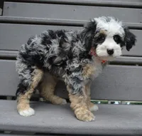 Bella, a female Miniature Bernedoodle for sale in Celina, OH – 7 of 10