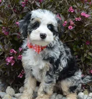 Bella, a female Miniature Bernedoodle for sale in Celina, OH – 10 of 10