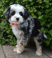 Bella, a female Miniature Bernedoodle for sale in Celina, OH – 6 of 10