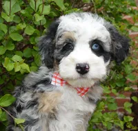Bella, a female Miniature Bernedoodle for sale in Celina, OH – 9 of 10