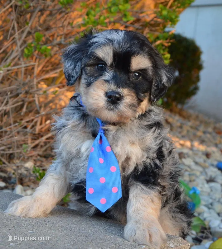 Mini Bernie – Miniature Bernedoodle puppy for sale in Celina, OH