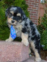 Mini Bernie, a male Miniature Bernedoodle for sale in Celina, OH – Photo 5 of 10