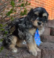 Mini Bernie, a male Miniature Bernedoodle for sale in Celina, OH – Photo 10 of 10