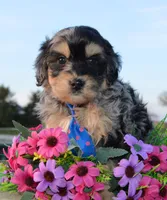 Mini Bernie, a male Miniature Bernedoodle for sale in Celina, OH – Photo 8 of 10