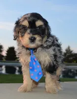 Mini Bernie, a male Miniature Bernedoodle for sale in Celina, OH – Photo 9 of 10