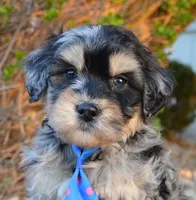 Mini Bernie, a male Miniature Bernedoodle for sale in Celina, OH – Photo 2 of 10
