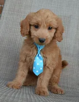 Mini Gus, a male Miniature Goldendoodle for sale in Celina, OH – 10 of 10