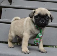 Paxton, a male Pug for sale in Celina, OH – 3 of 10