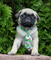 Paxton, a male Pug for sale in Celina, OH – 8 of 10