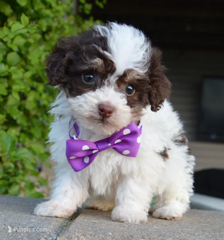 Mini Buffy, a female Miniature Bernedoodle for sale in Celina, OH – Photo 1 of 10