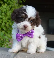 Mini Buffy, a female Miniature Bernedoodle for sale in Celina, OH – Photo 1 of 10