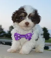 Mini Buffy, a female Miniature Bernedoodle for sale in Celina, OH – Photo 4 of 10
