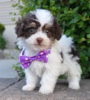Mini Buffy, a female Miniature Bernedoodle for sale in Celina, OH – Photo 3 of 10