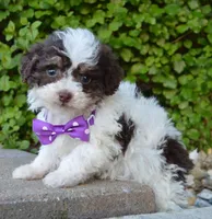 Mini Buffy, a female Miniature Bernedoodle for sale in Celina, OH – Photo 2 of 10