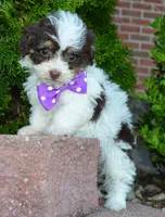 Mini Buffy, a female Miniature Bernedoodle for sale in Celina, OH – Photo 7 of 10