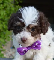 Mini Buffy, a female Miniature Bernedoodle for sale in Celina, OH – Photo 10 of 10