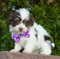 Mini Buffy, a female Miniature Bernedoodle for sale in Celina, OH – Photo 6 of 10