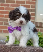 Mini Buffy, a female Miniature Bernedoodle for sale in Celina, OH – Photo 5 of 10