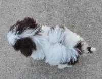 Mini Buffy, a female Miniature Bernedoodle for sale in Celina, OH – Photo 9 of 10