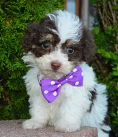 Mini Buffy, a female Miniature Bernedoodle for sale in Celina, OH – Photo 8 of 10